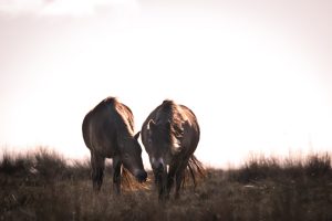 Wildpferde im Exmoor Nationalpark