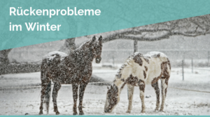 Rückenprobleme Pferd Winter