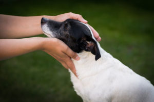 Chiropraktische Behandlung Hund